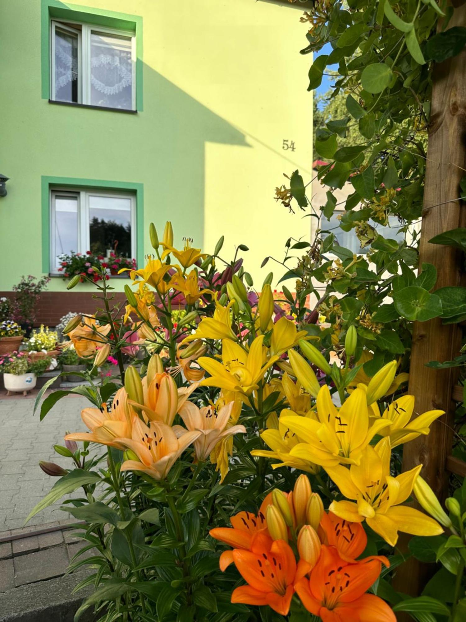 Mr. Sowa Sokolec Appartement Ludwikowice Kłodzkie Buitenkant foto